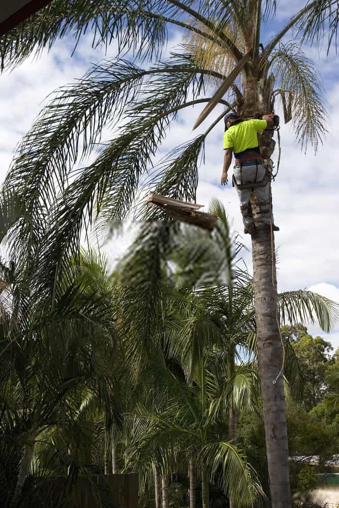 How Much Tree Removal Cost