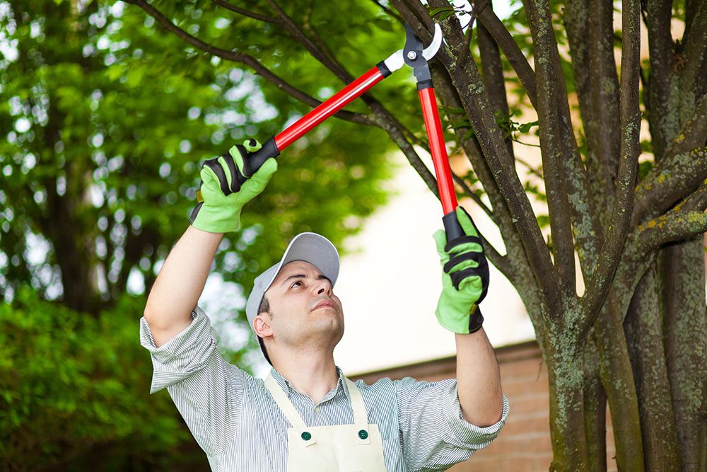 Tree Removal Ringwood