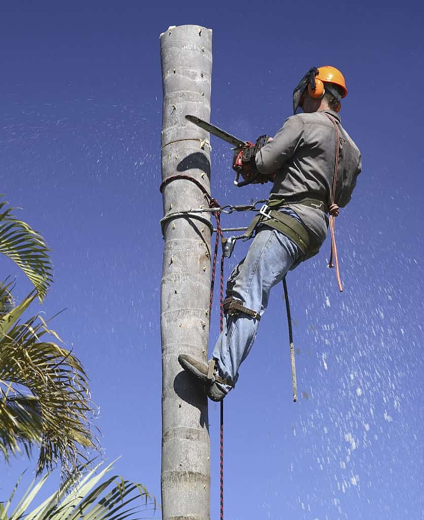 Green Giant Tree Removal