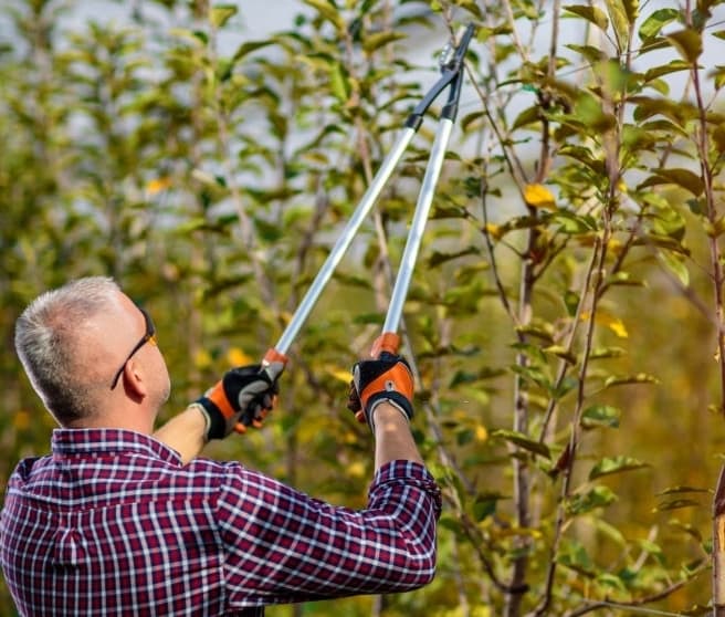 How To Get Permit For Tree Removal