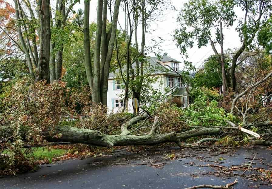 Tree Removal Estimate