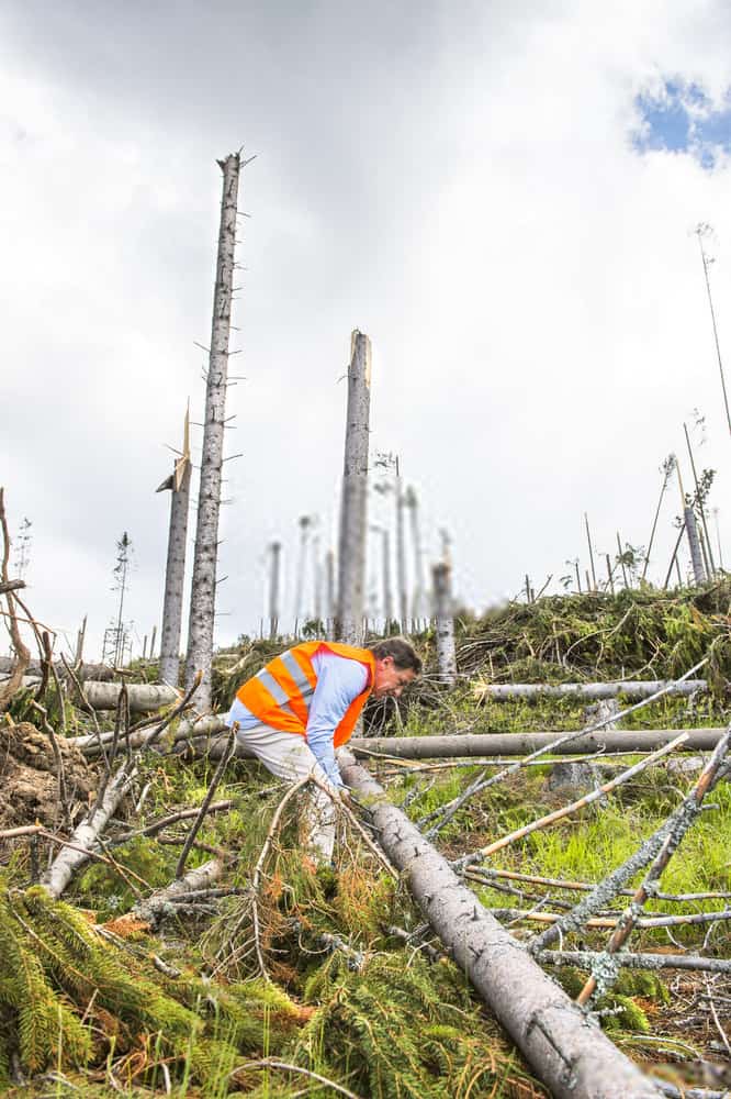 Tree Removal Service