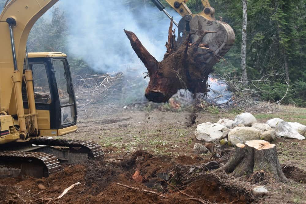 Tree Removal Tweed Heads