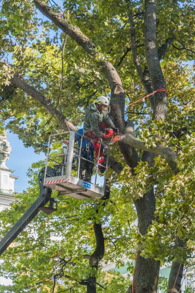 Tree Removal Hervey Bay