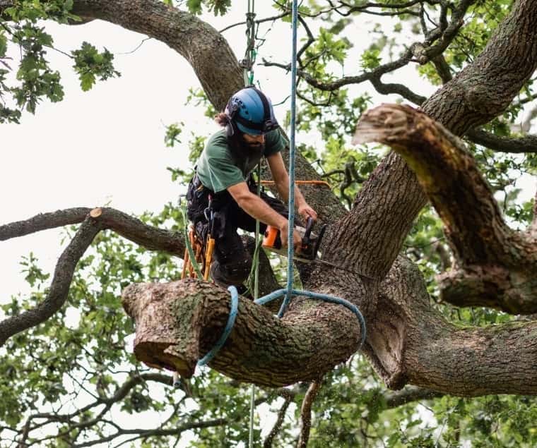 tree removal houston