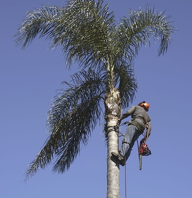 tree removal queens