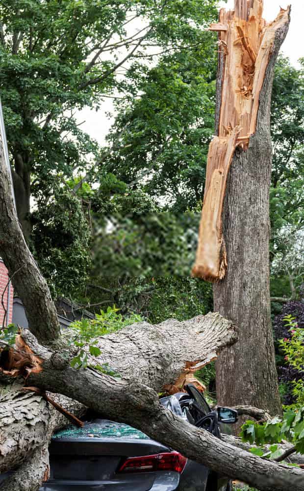 townsville tree lopping