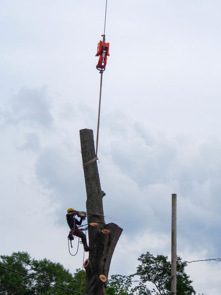 how much does tree lopping cost